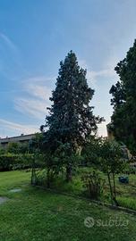 Abete blu kosteriana