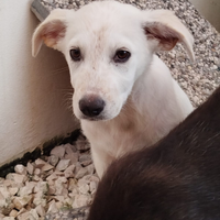 Cucciola taglia media in adozione