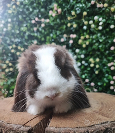 Minilop choco split occhi blu