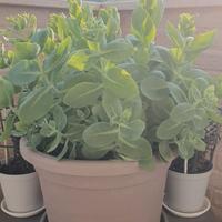 Pianta succulenta - Sedum spectabile