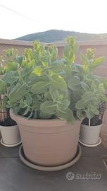 Pianta succulenta - Sedum spectabile