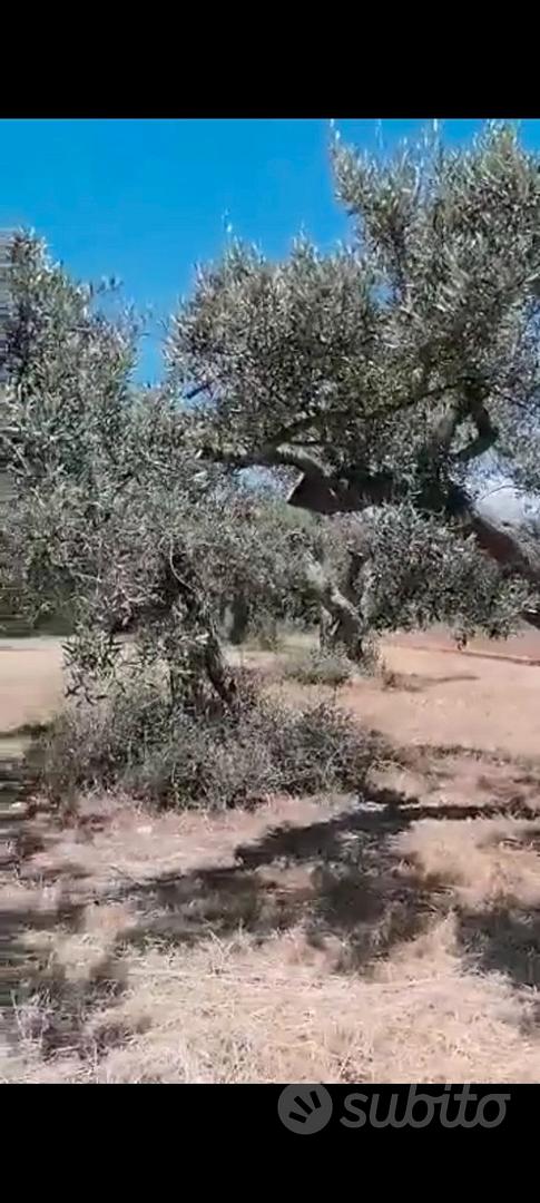 Terreno Trabia in zona di espanzione - Vista 3