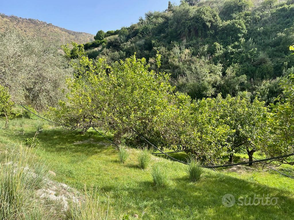 Terreno agricolo agrumeto - Vista 3