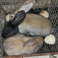 Conigli, razza gigante