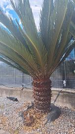 Cycas revoluta 
