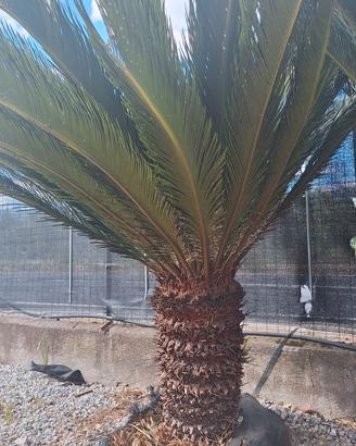 Cycas revoluta 