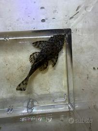 L519 maschio, loricaridi