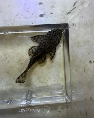 L519 maschio, loricaridi