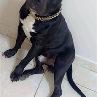 Amstaff di 3 anni e mezzo. Vaccinato con microchip