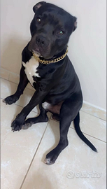 Amstaff di 3 anni e mezzo. Vaccinato con microchip