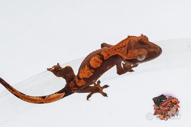 Geco Ciliatus