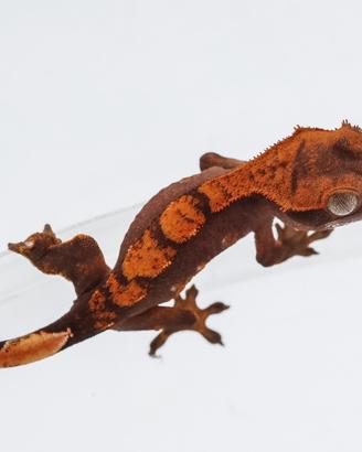 Geco Ciliatus