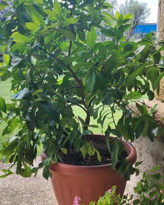 Piante di Limone in vaso