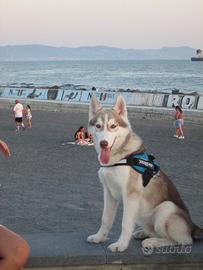 Husky siberiano - 5 mesi