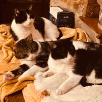 «Il paradiso»  dei gatti in libertà