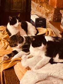 «Il paradiso»  dei gatti in libertà