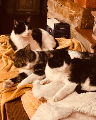 «Il paradiso»  dei gatti in libertà