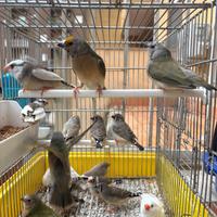 Diamanti mandarino e diamanti di gould