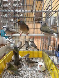 Diamanti mandarino e diamanti di gould