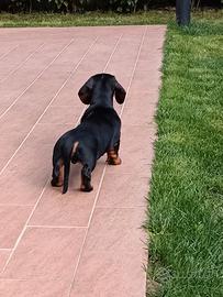 Bassotto tedesco con pedigree