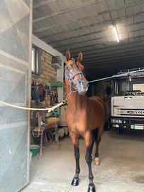 Cavallo arabo