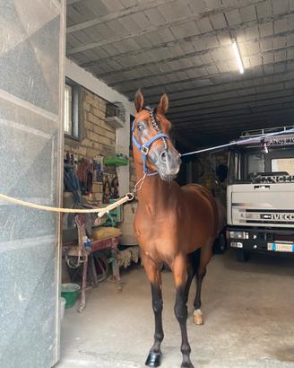 Cavallo arabo