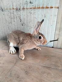 Conigli Selvatici