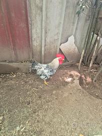 Gallo di 1 anno