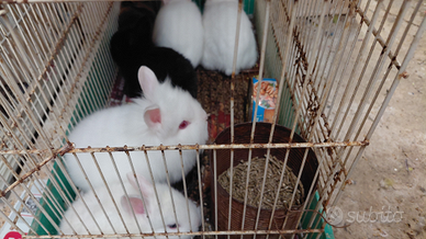 Conigli testa di leone