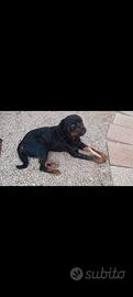 Rottwailer puro