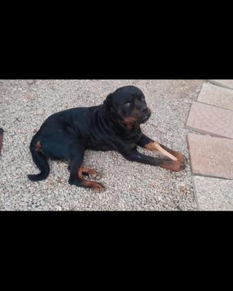 Rottwailer puro