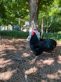Galli Australorp
