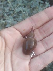 Lymnaea stagnalis