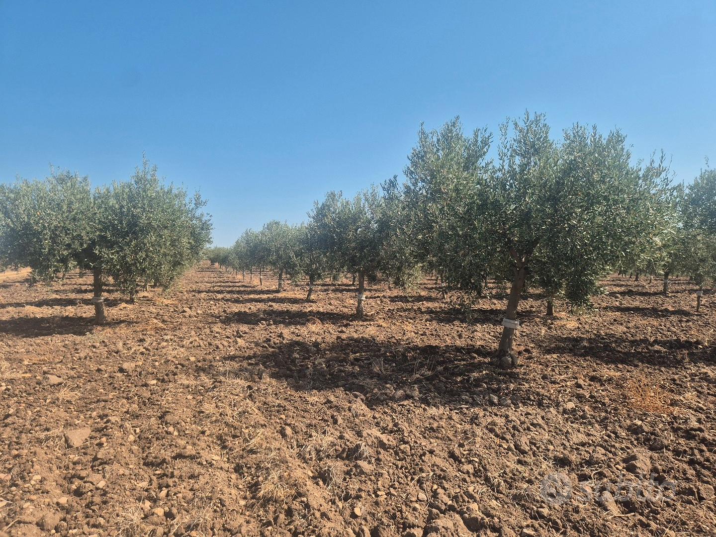 Oliveto con un fabbricato buono e un rustico da - Altro
