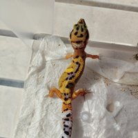 Gechi Leopardini vari baby