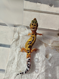 Gechi Leopardini vari baby
