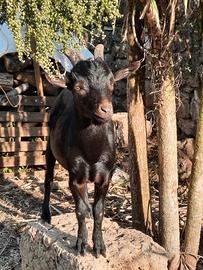Capretto Nero