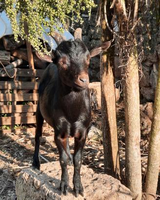 Capretto Nero