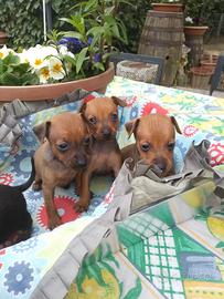 Cuccioli Pinscher veri toy