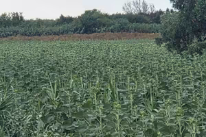 Terreno padula idrovero San Nicandro Garganico