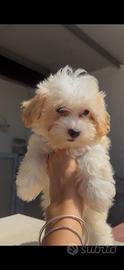 Maltipoo