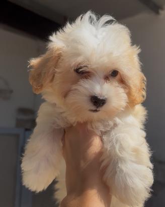 Maltipoo