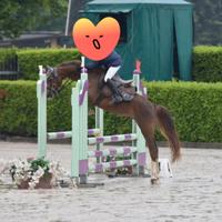 Pony welsh classe B 8 anni