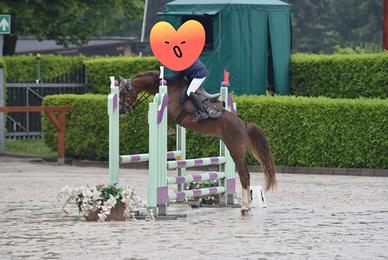 Pony welsh classe B 8 anni