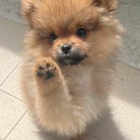 Pomerania nano