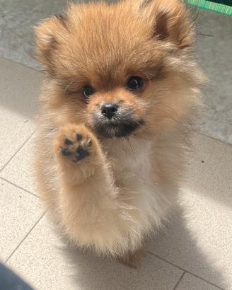 Pomerania nano