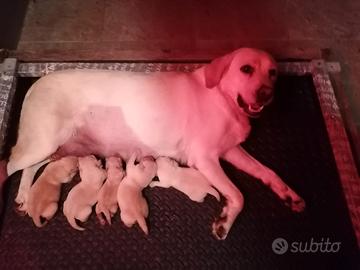 Labrador retriever miele