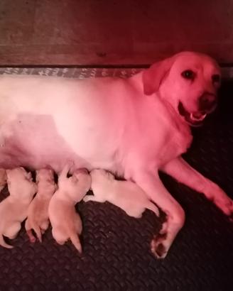 Labrador retriever miele