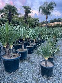 Yucca recurva