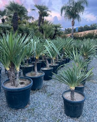 Yucca recurva